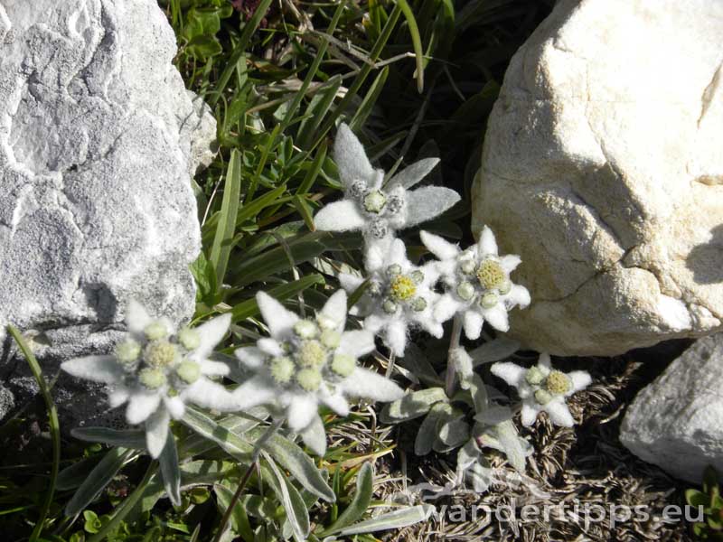 Dürrenstein - Südtirol