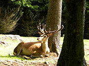 Plackles von Süden/Gelände Abbildung 6