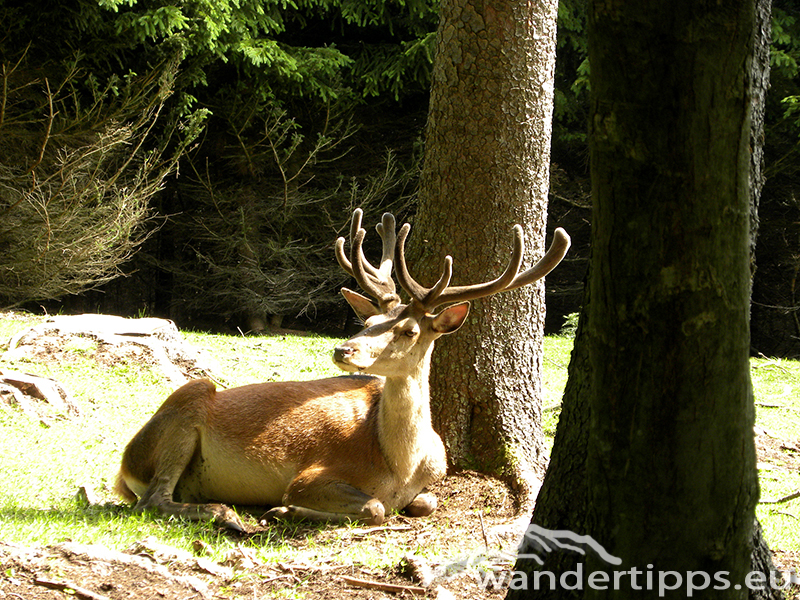 Plackles von Süden/Gelände Abbildung 6