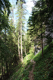 Senkstein/Ebenhütte Abbildung 12