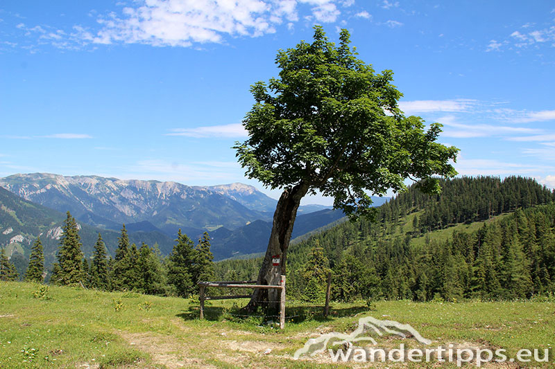 Senkstein/Ebenhütte Abbildung 7