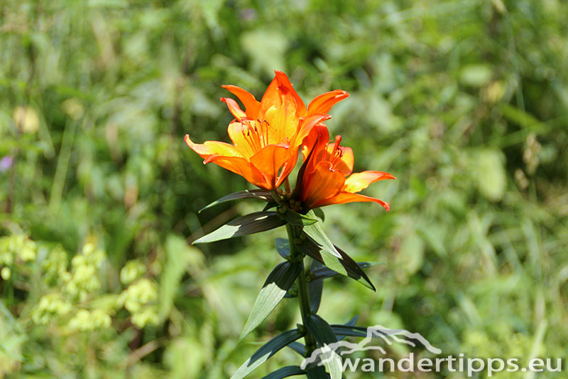 Tyrnauer Alm Abbildung 14