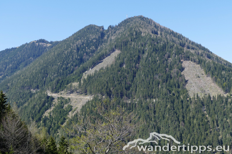 Großer Otter Abbildung 5