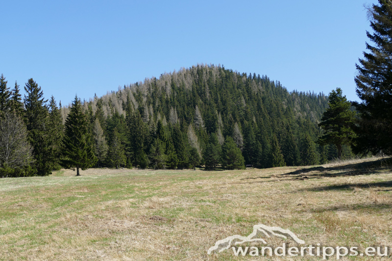 Großer Otter Abbildung 7
