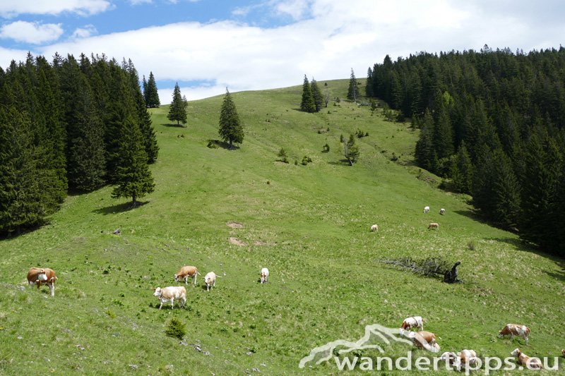 Krautgärten Abbildung 6