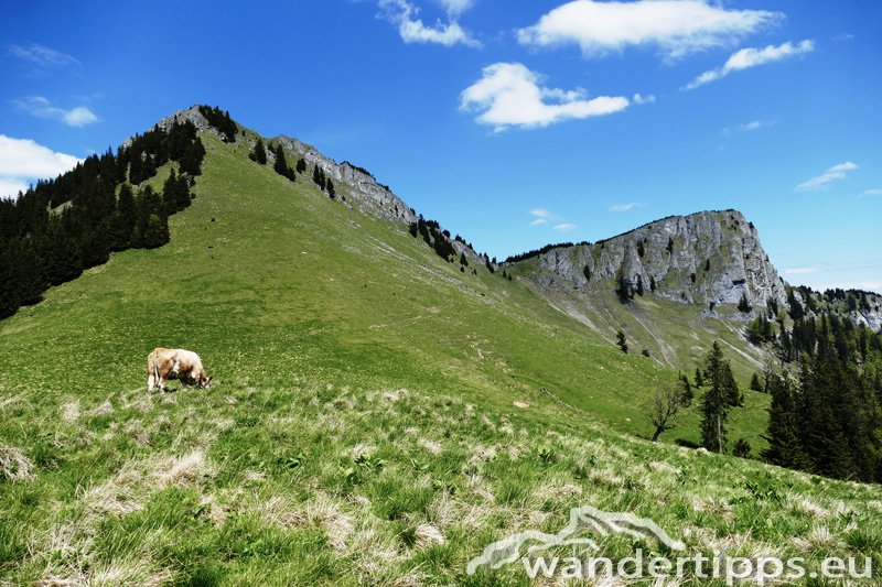 Krautgärten Abbildung 8