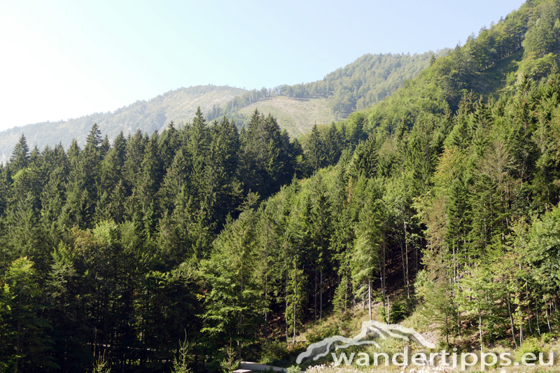 Bodenwies Abbildung 4