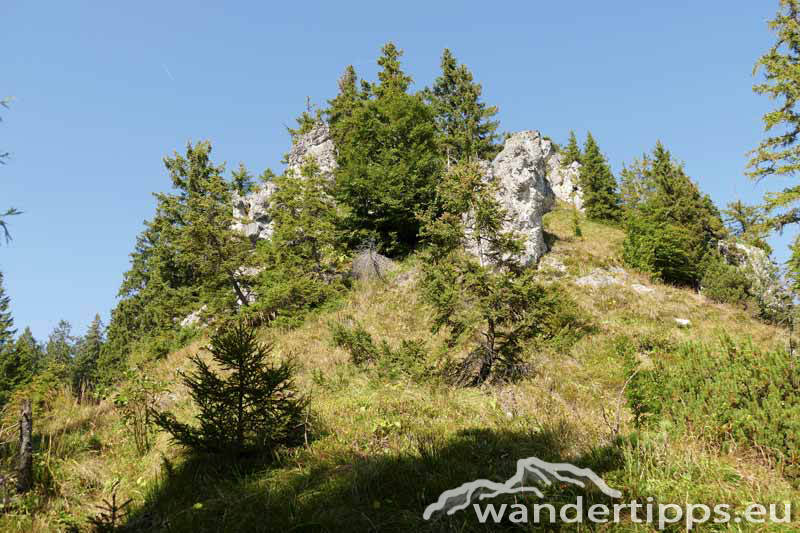 Bodenwies Abbildung 8