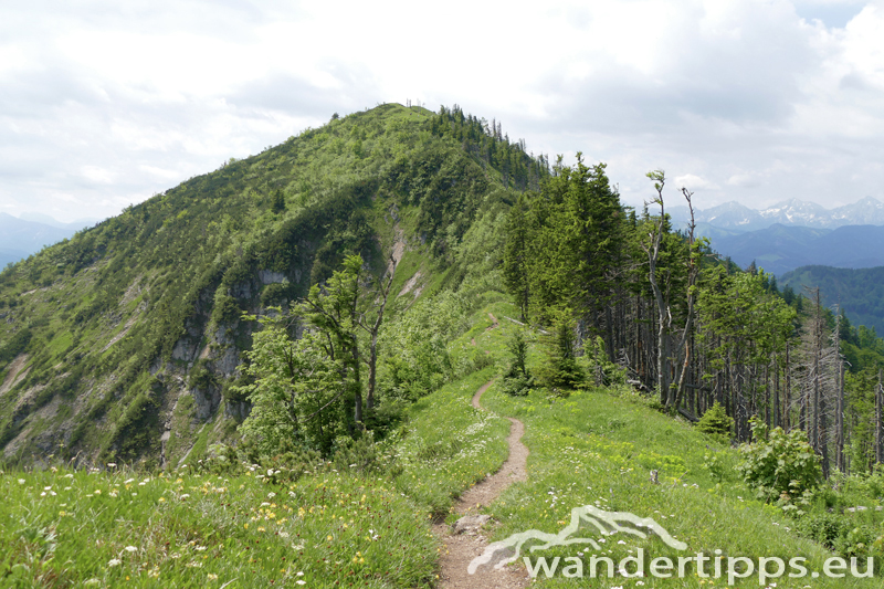 Almkogel Abbildung 6