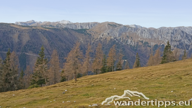 Schießling Abbildung 11