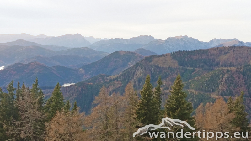 Schießling Abbildung 12