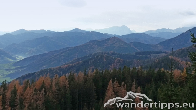 Schießling Abbildung 15