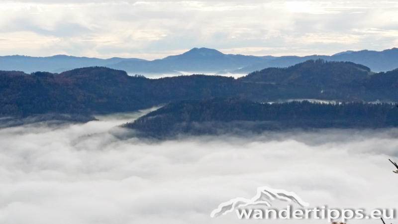 Schießling Abbildung 3