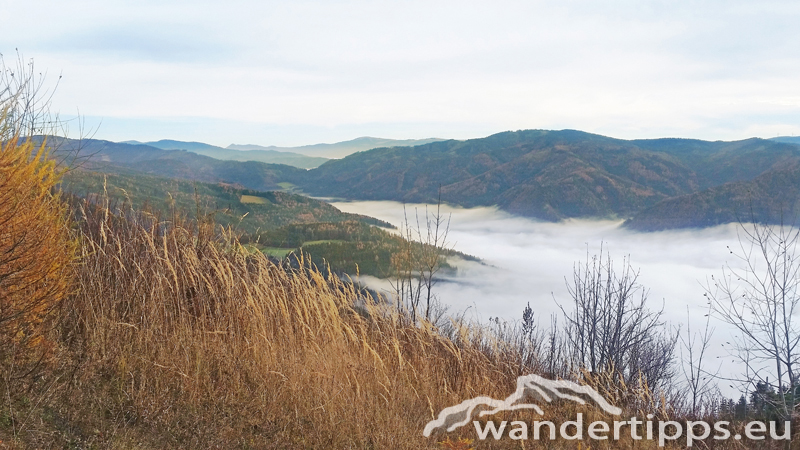 Schießling Abbildung 4