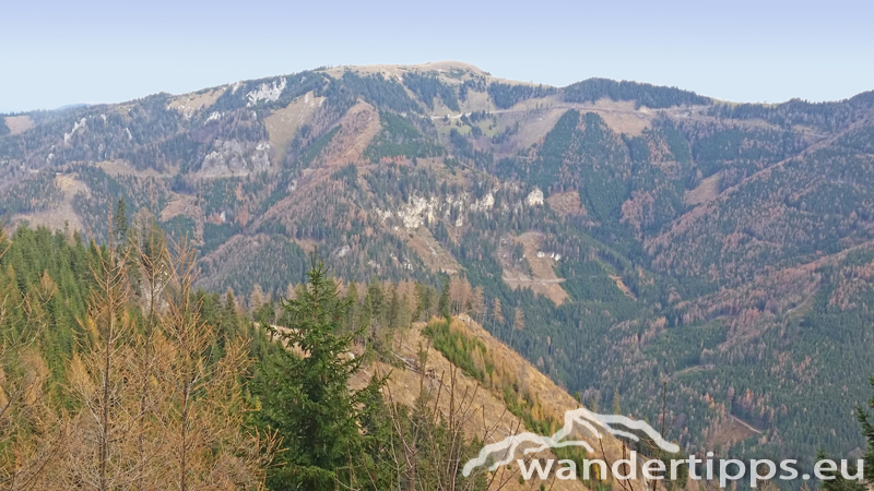 Schießling Abbildung 7