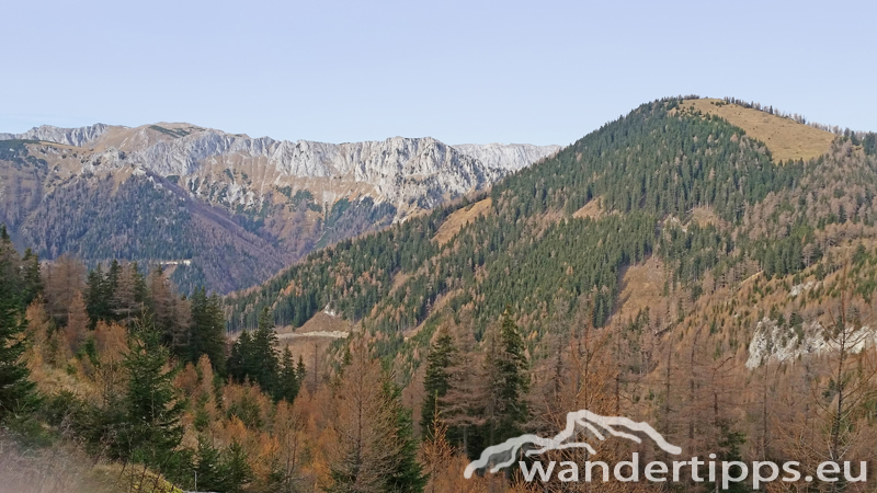 Schießling Abbildung 8