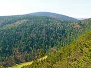 Flatzer Wand/Gösing Abbildung 5