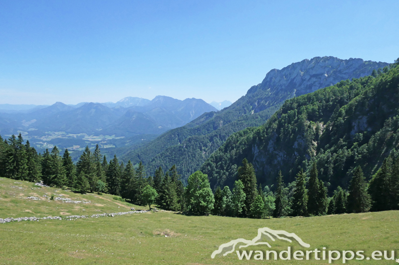 Rauher Kalbing Abbildung 9