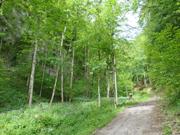 Türnitzer Höger von Osten Abbildung 2