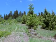 Zöberer Höhe Abbildung 6