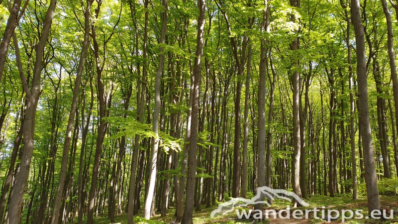 Tulbinger Kogel Abbildung 13