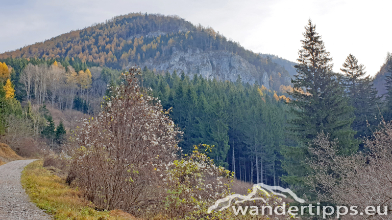 Hennesteck von Norden Abbildung 2