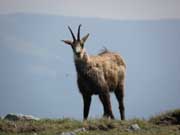 Rax/Heukuppe Abbildung 7