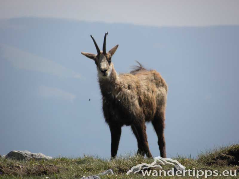 Rax/Heukuppe Abbildung 7