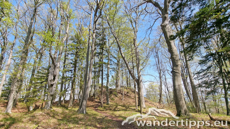 Staffspitze Abbildung 11