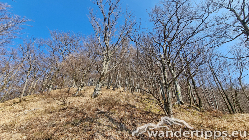 Geißbühel von Norden Abbildung 10