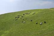 Roßbachkogel/Speikkogel Abbildung 5