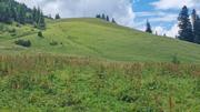 Krinnenalpe-Nesselwängler Edenalpe Abbildung 7