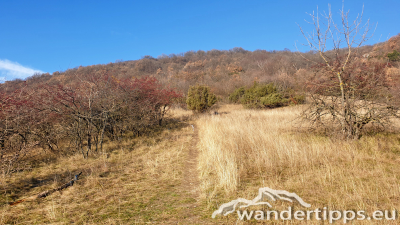 Hundsheimer Berg von Süden Abbildung 6