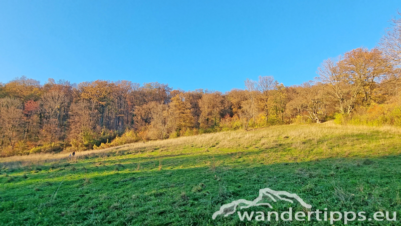 Hermannskogel Abbildung 2