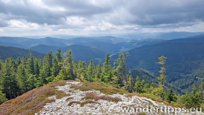 Großer Pfaff Abbildung 12