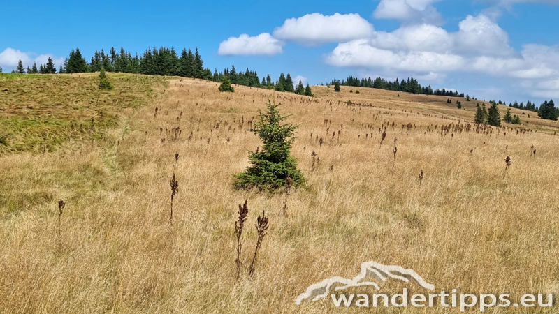 Großer Pfaff Abbildung 23