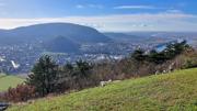 Braunsberg/Schlossberg Abbildung 21