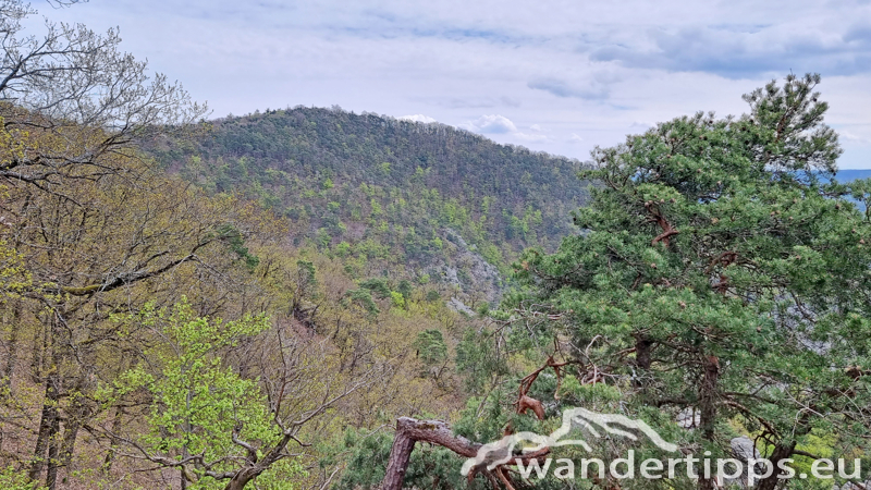 Dürnsteiner Schlossberg/Vogelberg-Kanzel Abbildung 12