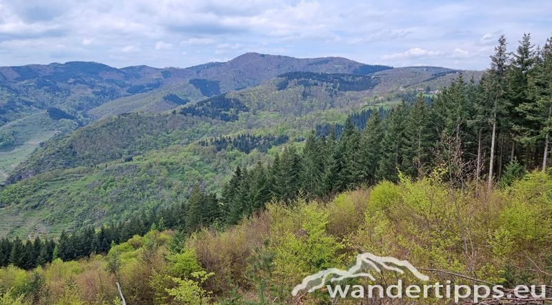 Dürnsteiner Schlossberg/Vogelberg-Kanzel Abbildung 14