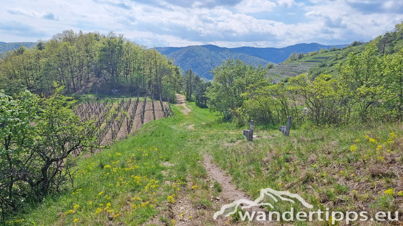 Dürnsteiner Schlossberg/Vogelberg-Kanzel Abbildung 18