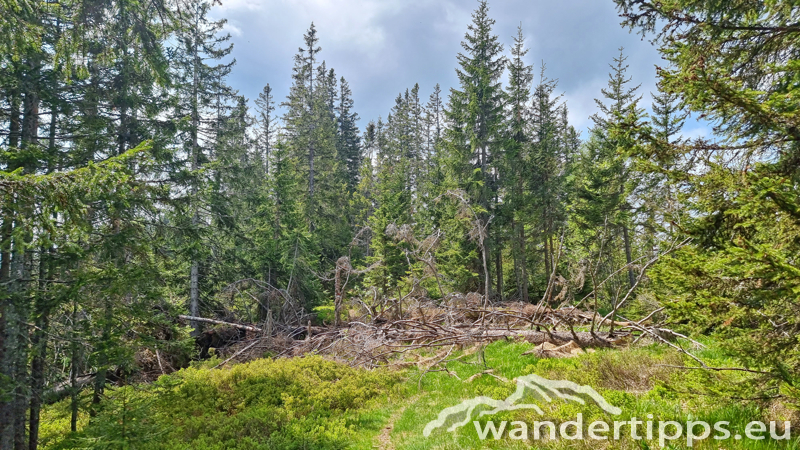 Troiseck von Norden Abbildung 9