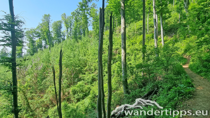 Fürstenstand/Plabutsch Abbildung 5