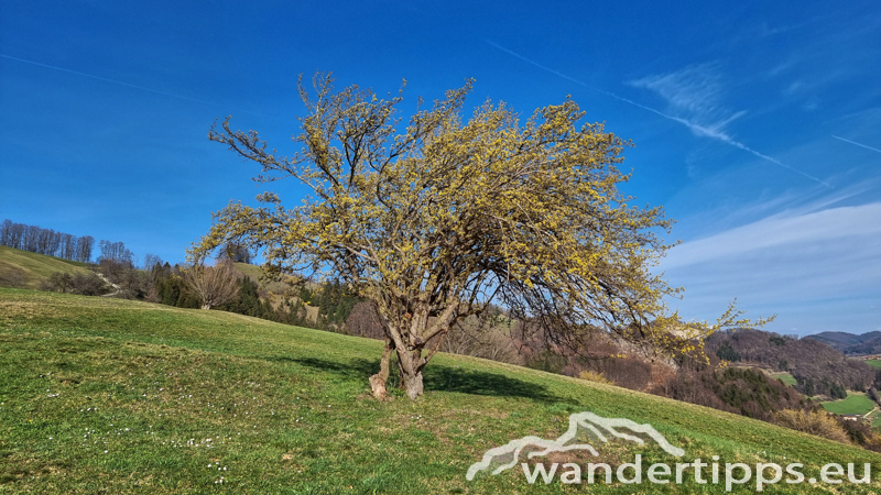 Geißbühel von Süden/Hochebenkogel Abbildung 23