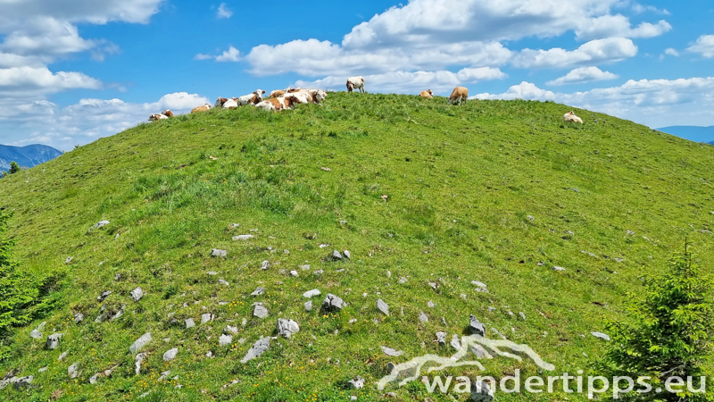 Großer Königskogel Abbildung 14