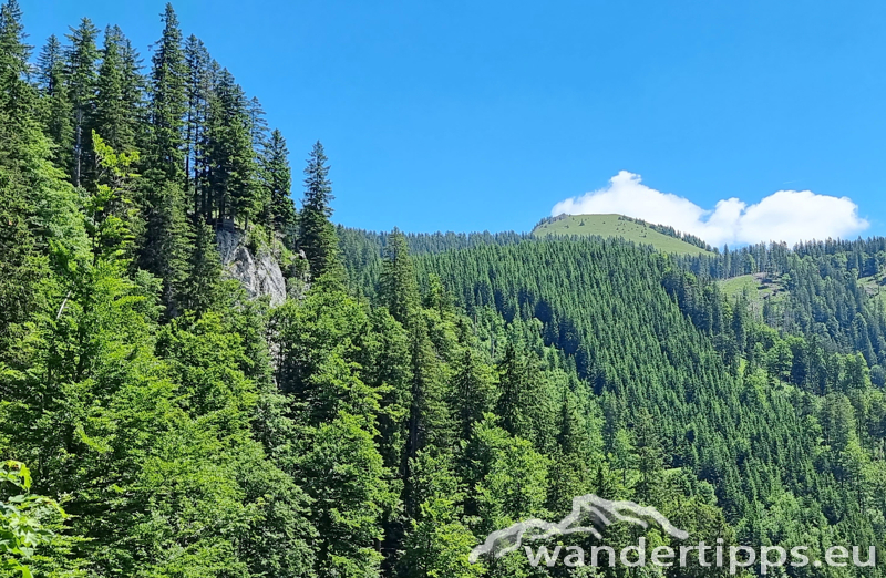 Großer Königskogel Abbildung 6