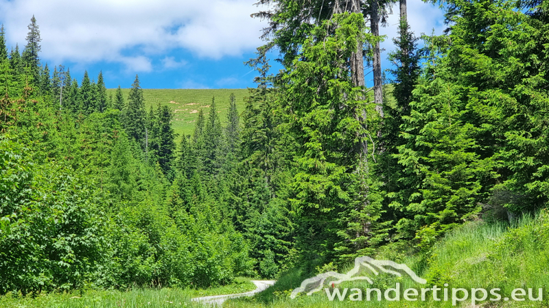 Großer Königskogel Abbildung 7