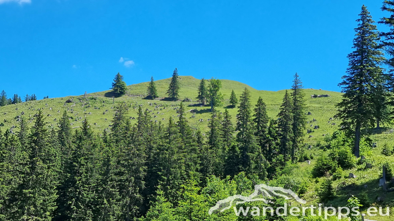 Großer Königskogel Abbildung 9