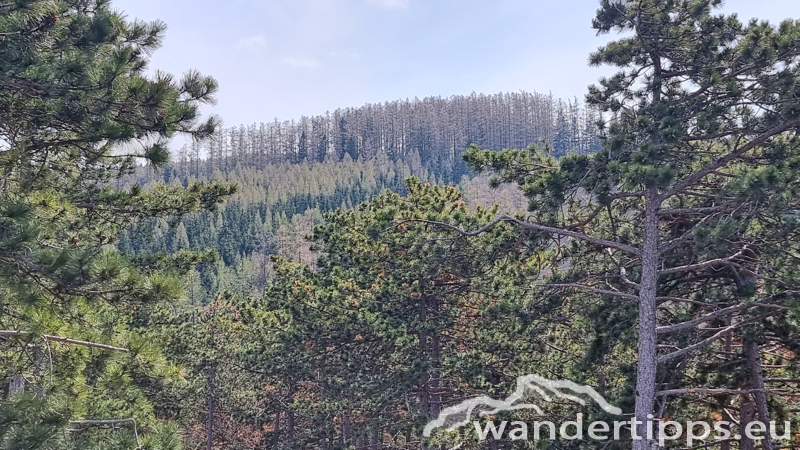 Steinkogel/Rosalia Abbildung 12