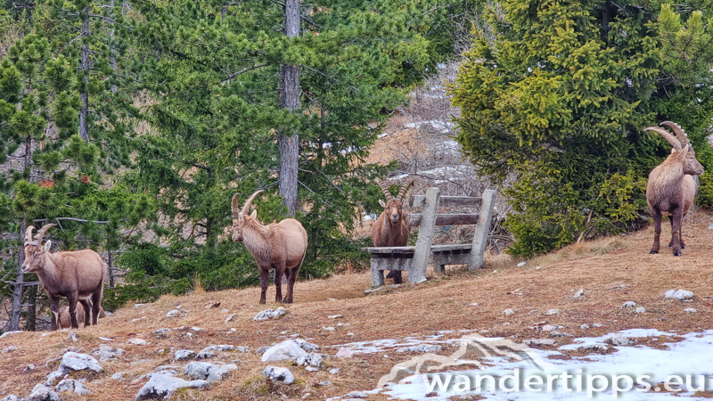 Plackles von Westen Abbildung 16
