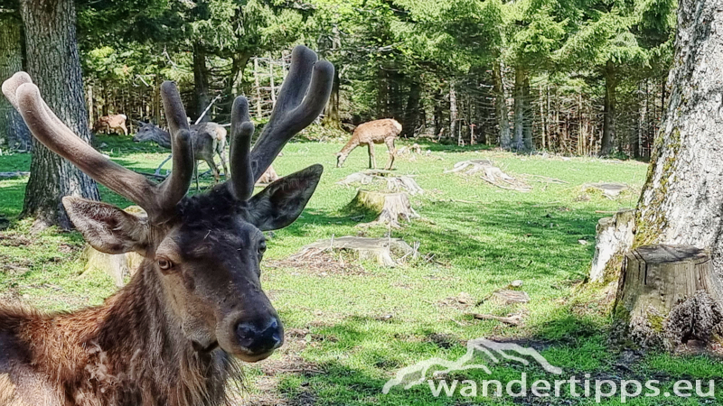 Plackles von Westen Abbildung 10